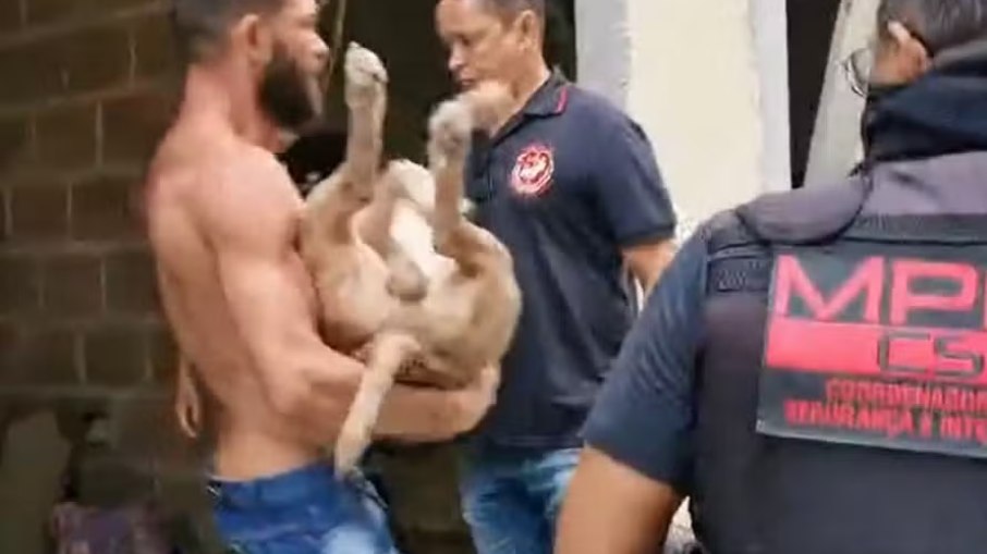 Promotor do Gaeco é atacado por pitbull durante demolição de dois prédios irregulares na Ilha da Gigoia