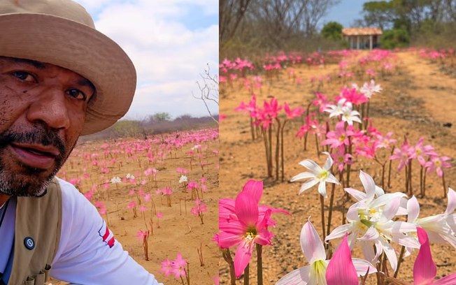 Após chuvas, caatinga baiana fica coberta de flores - Foto