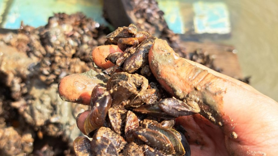 Mexilhão-dourado, espécie invasora causadora de danos socioambientais Mexilhão-dourado, espécie invasora causadora de danos socioambientais
