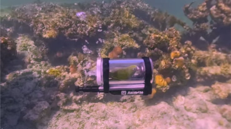 Papagaio explora o mar das Bahamas em mini submarino