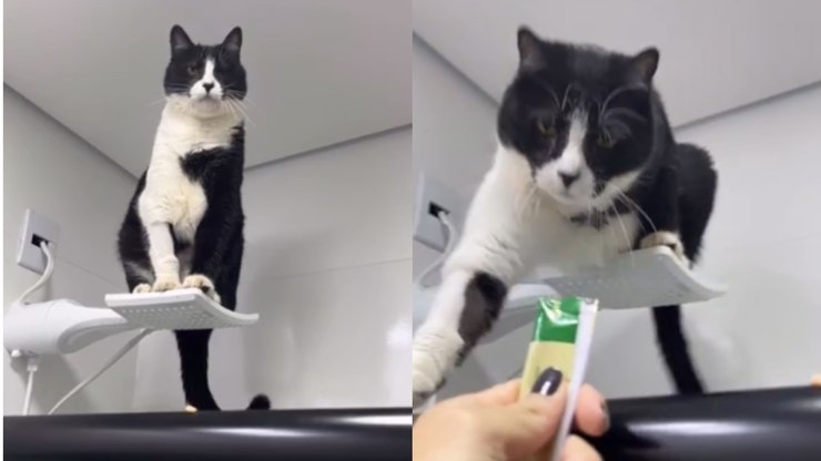 Gato%20escolhe%20chuveiro%20como%20lugar%20favorito%20para%20descansar