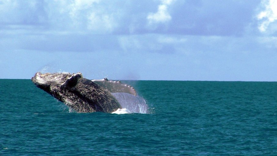 Baleia Jubarte no Parque Nacional dos Abrolhos  (BA)