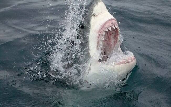 Tubarão-branco assustou tripulantes de barco.
