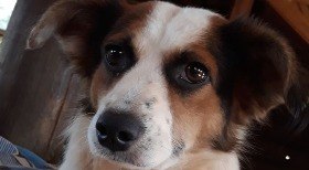 Cães esperam por família no Rio Grande do Sul; conheça