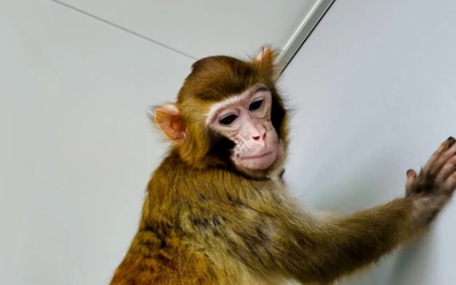 ReTro, o primeiro macaco-rhesus clonado a sobreviver por 2 anos