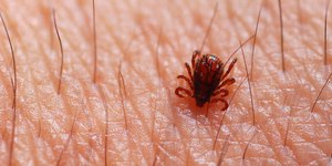 Minas registra quatro mortes por febre maculosa em 2025