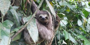 Bicho-preguiça dá à luz em cima de árvore e quase derruba filhote; assista