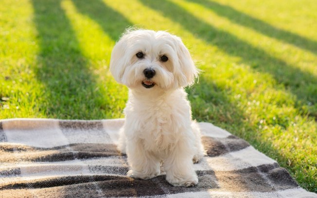 6 raças de cachorros de pequeno porte para conhecer