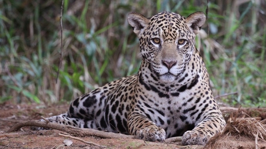 Onça-pintada é o maior felino das Américas; animal matou égua e atacou homem na zona rural de Porto Velho Onça-pintada é o maior felino das Américas; animal matou égua e atacou homem na zona rural de Porto Velho