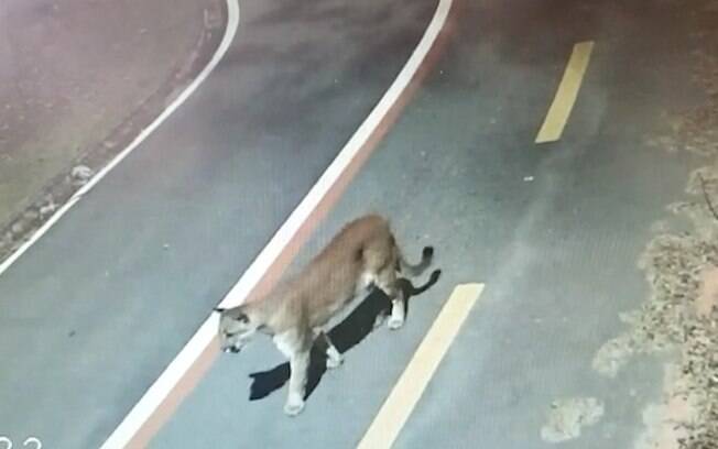 Animal foi flagrado em meio a uma pista do Parque do Mirim.