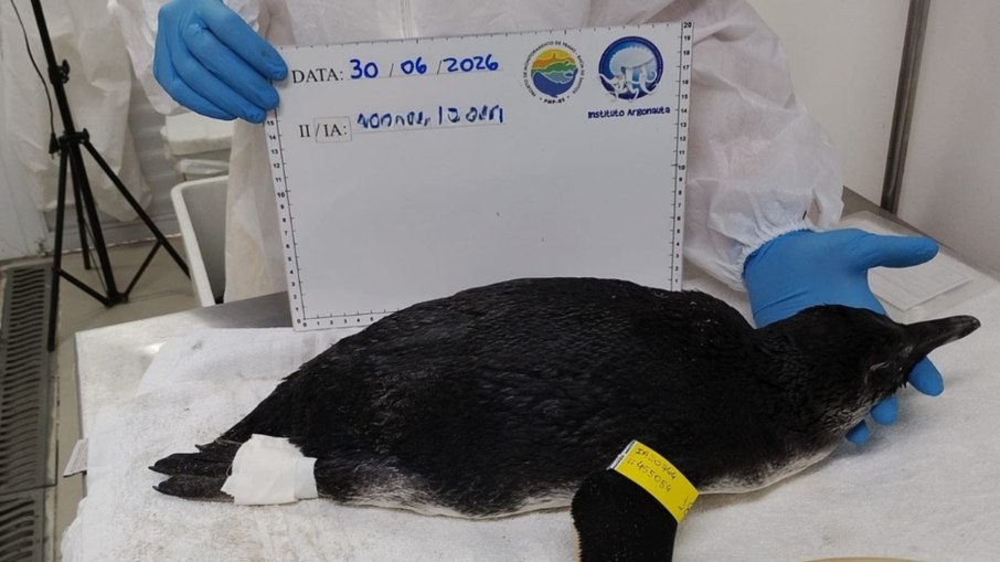 Pinguim é resgatado em praia do Litoral Norte de São Paulo Pinguim é resgatado em praia do Litoral Norte de São Paulo