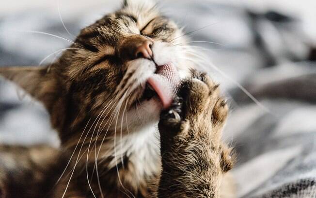 O malte para gatos tem grande importância para os bichanos