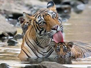 Tigre-de-bengala é visto com filhotes 