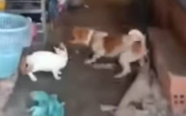 Cachorro e gato lutando juntos contra rato