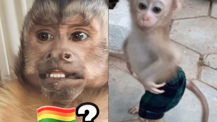 Relatório aponta malefícios em compartilhar memes e figurinhas de macacos