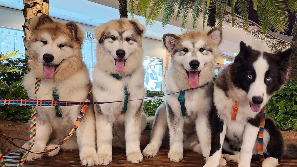 Os cães são habituados à convivência com o público, por terem sido socializados desde filhotes Os cães são habituados à convivência com o público, por terem sido socializados desde filhotes