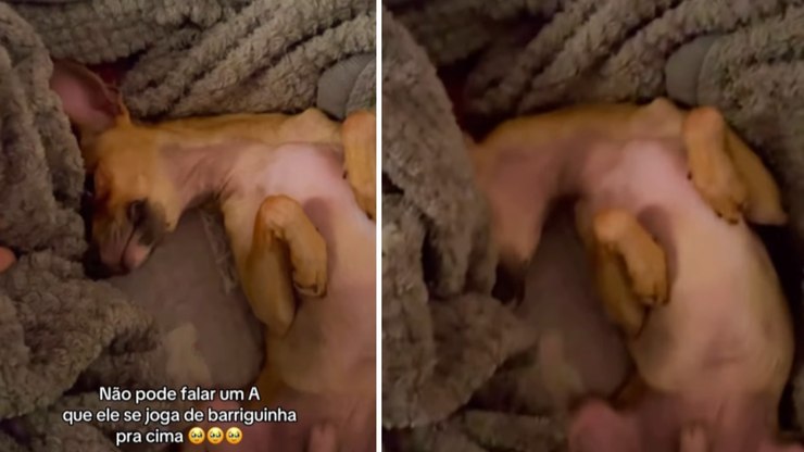 Pinscher não pode ouvir um "A" que fica dengoso