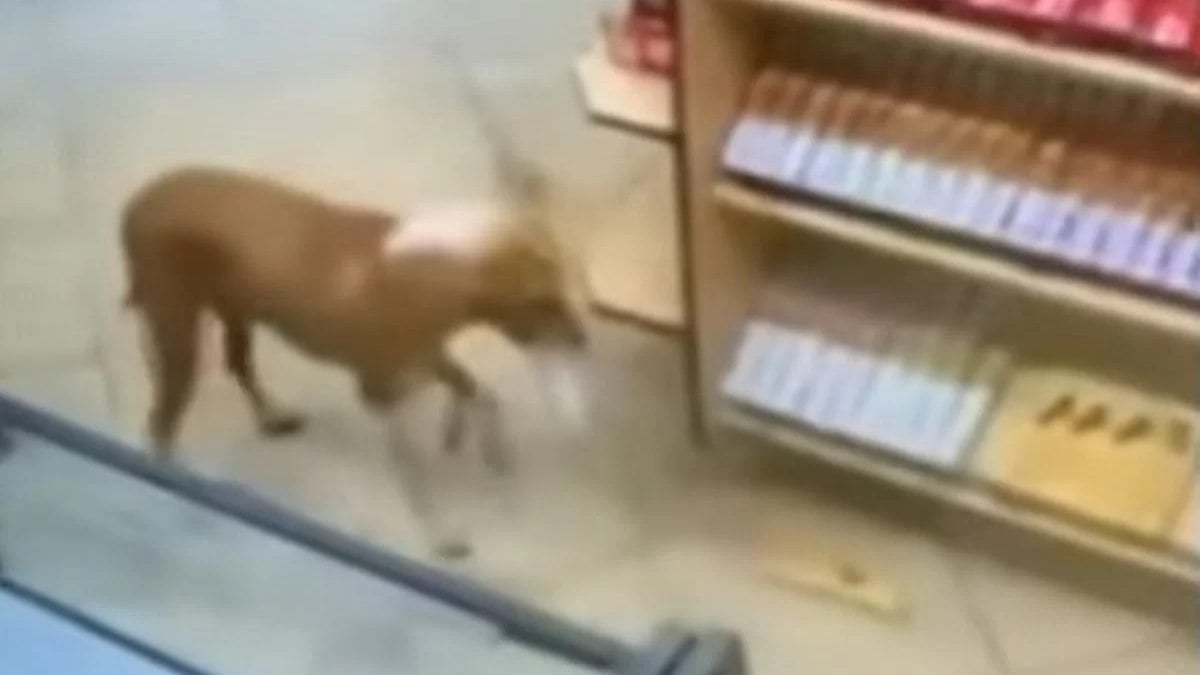 Cachorro caramelo é gravado 'furtando' lojas