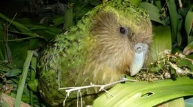Extrato Pirolenhoso: fumaça vira ouro no agronegócio