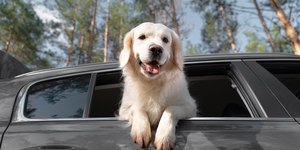 Levar pets em carros: conheça regras e dicas para segurança