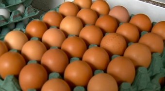 Exporta%C3%A7%C3%B5es%20de%20ovos%20batem%20recorde%20hist%C3%B3rico%20em%202025