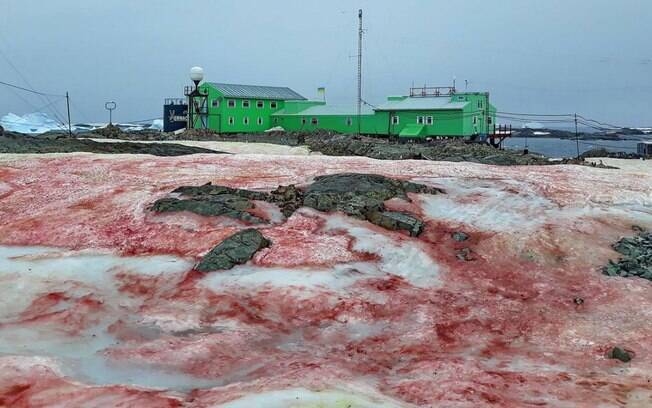 Coloração vermelha em neve ártica é causa por espécie de alga