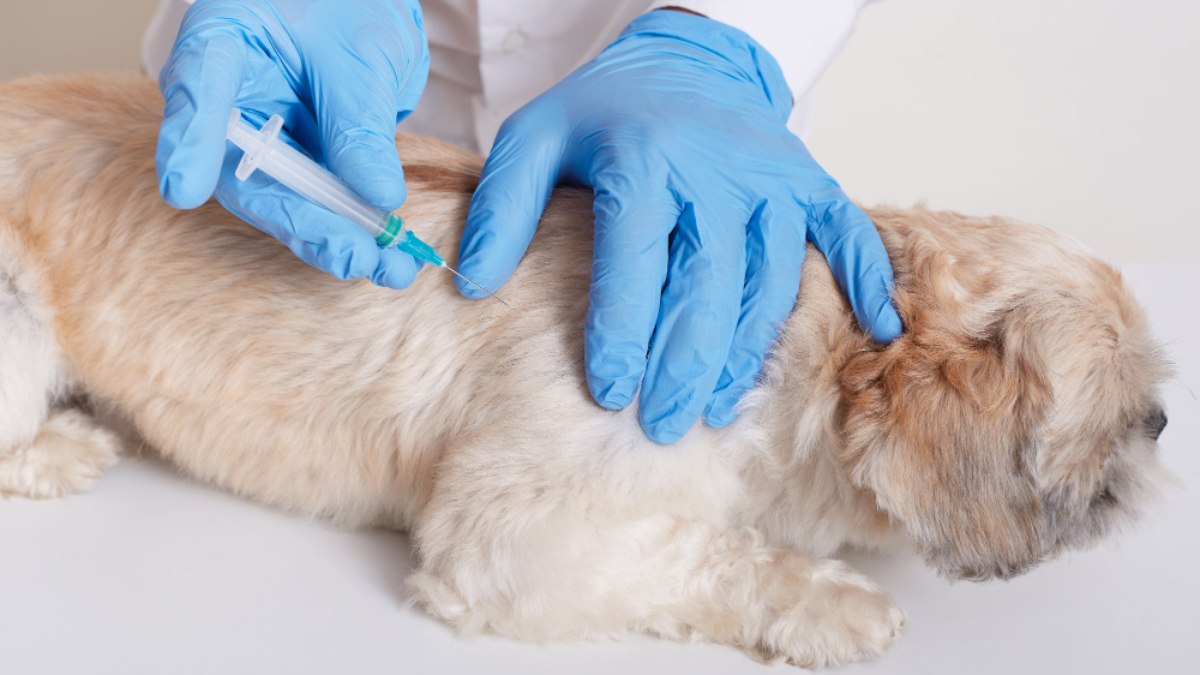 A vacinação ajuda a proteger os pets e os humanos de doenças infectocontagiosas A vacinação ajuda a proteger os pets e os humanos de doenças infectocontagiosas