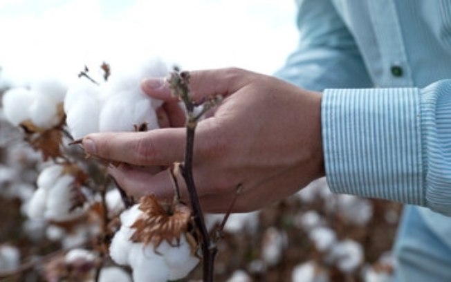 Na Agrorosário, Bayer leva biotecnologia para o algodão e apresenta novo herbicida pós-emergente
