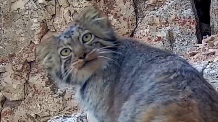 Gato-de-Pallas