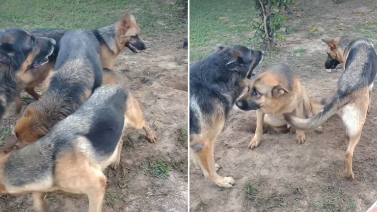 Pastor alemão mais velho intervém e controla briga entre cães