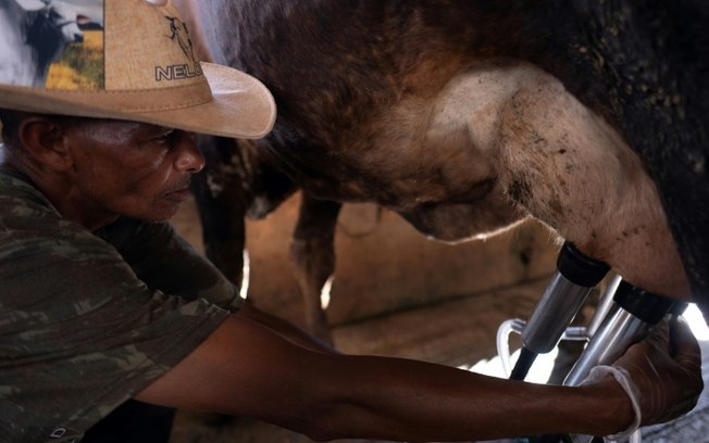 Homem ordenha vaca em Minas Gerais em 16 de abril de 2024