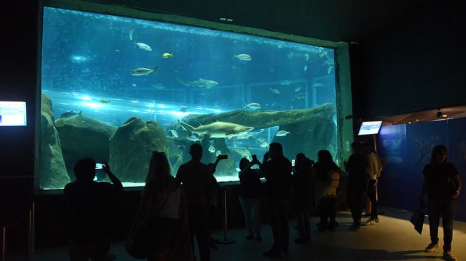 Com mais de oito mil animais marinhos divididos em 28 tanques, o AquaRio é o maior aquário da América do Sul. Com mais de oito mil animais marinhos divididos em 28 tanques, o AquaRio é o maior aquário da América do Sul.