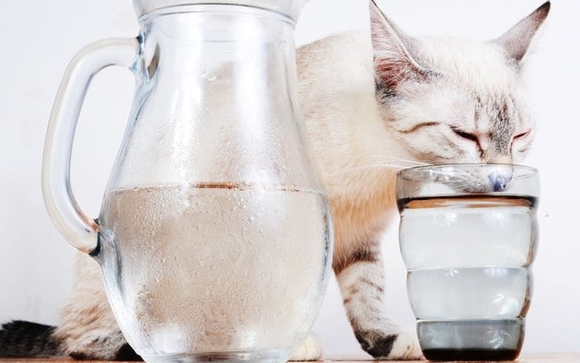7 dicas para fazer seu gato beber mais água e ficar sempre hidratado
