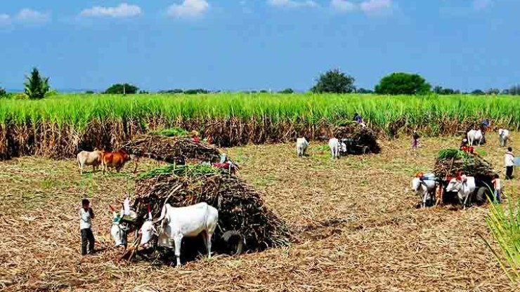 O potencial sustentável e a força econômica da cana-de-açúcar no Brasil