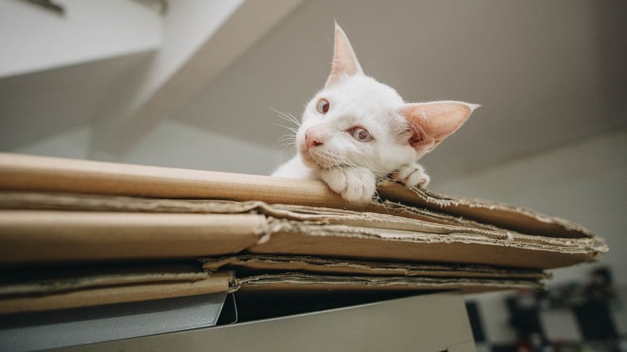 Sprays que prometem manter os gatos afastados dos ambientes não são indicados