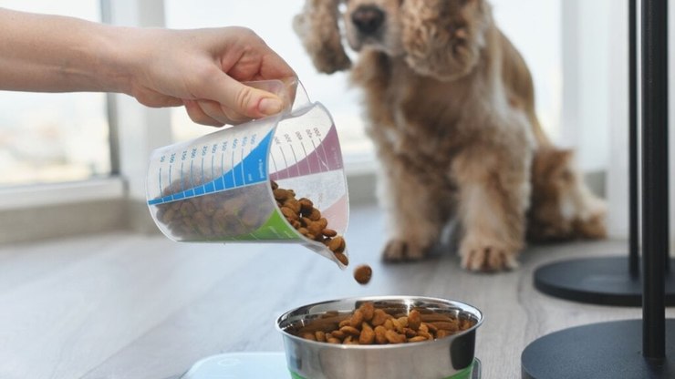 8 cuidados ao mudar a ração do cachorro ou do gato