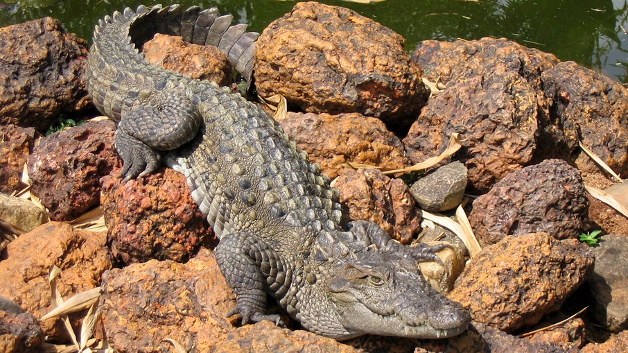 Crocodilo-persa é responsável por mais de 50 mortes anuais Crocodilo-persa é responsável por mais de 50 mortes anuais