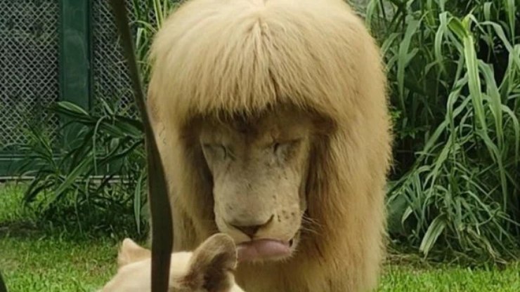 Leão "de franja" morre em zoológico chinês