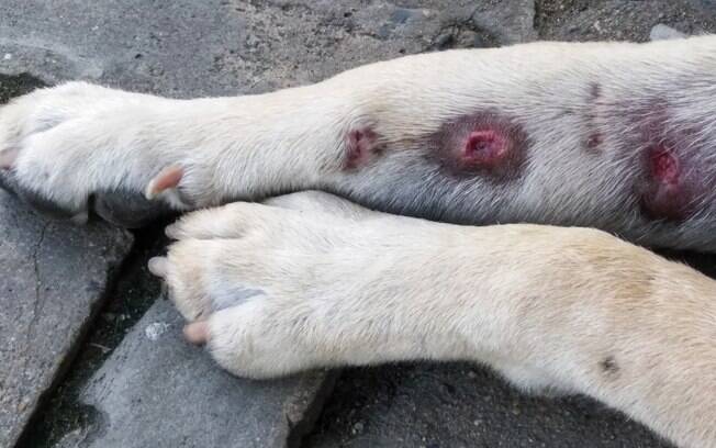 Cachorro com manchas vermelhas na pele tendem a preocupar muito os donos, principalmente pelo fato de não saberem quais doenças estão associadas a esse sintoma