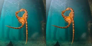 Mergulhadora flagra acasalamento de cavalos-marinhos e web reage