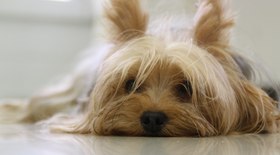 Conheça as melhores raças de cães para cidades grandes