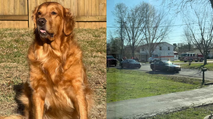Golden retriever soluciona caso de criança desaparecida; entenda Golden retriever soluciona caso de criança desaparecida; entenda