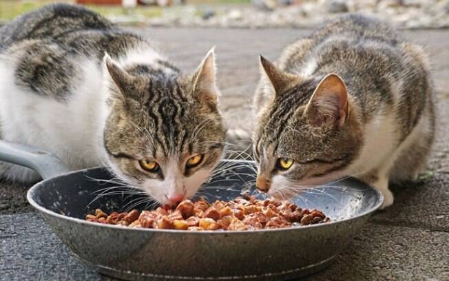 Ração para gatos: quais são os principais aspectos a serem analisados?