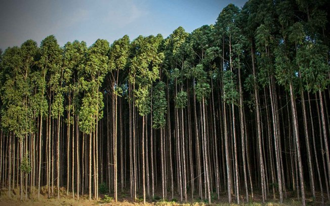 O desafio além do carbono: como integrar biodiversidade às políticas ambientais