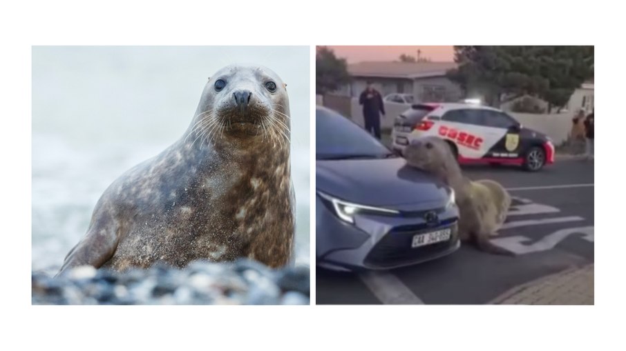O jovem macho, aparentemente desorientado, foi visto descansando sobre capôs de carros O jovem macho, aparentemente desorientado, foi visto descansando sobre capôs de carros
