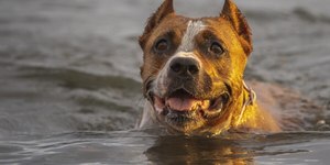 Sempre hidratado: como estimular o pet a consumir líquidos