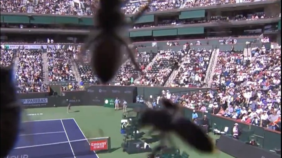 Abelhas invadem partida de tênis em Indian Wells