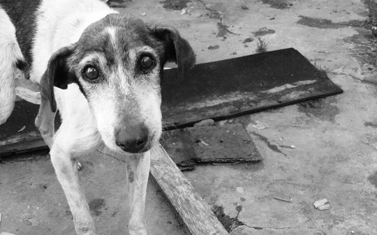 Prefeitura de SP lança campanha do agasalho para animais de rua