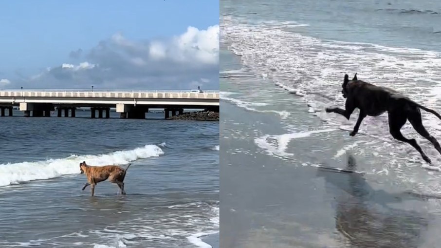 Cãozinho não conteve a emoção ao visitar praia pela primeira vez
