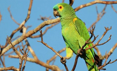 Nova lista cataloga 863 espécies de aves em São Paulo